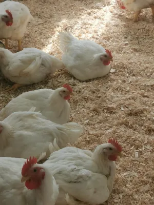 Poulets de grain